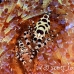 shrimp_coleman_bhr_tam_h_0507_bal6463.jpg